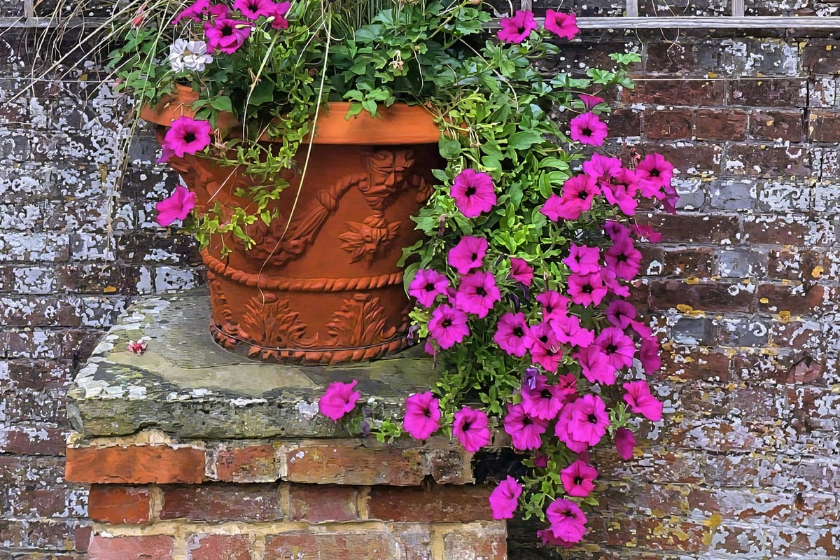 Magenta petunias tumbling from a garlanded terracotta urn on a brick pier, against a weathered garden wall